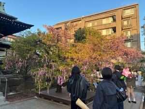 大桃かれんの写メ日記｜ローテンブルク 吉原高級店ソープ