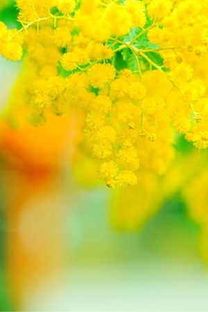 麻倉ミユの写メ日記｜ローテンブルク 吉原高級店ソープ