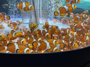 長門明奈の写メ日記｜ローテンブルク 吉原高級店ソープ