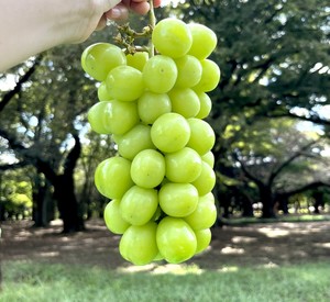 天野いくみの写メ日記｜ローテンブルク 吉原高級店ソープ