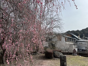天野いくみの写メ日記｜ローテンブルク 吉原高級店ソープ