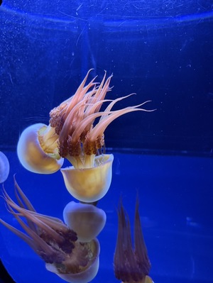 天野いくみの写メ日記｜ローテンブルク 吉原高級店ソープ