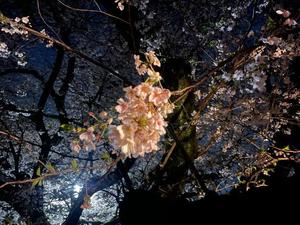 霧乃ゆみの写メ日記｜ローテンブルク 吉原高級店ソープ