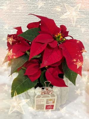 山岡鈴蘭の写メ日記｜ローテンブルク 吉原高級店ソープ