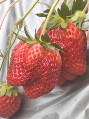 宝生 雫の写メ日記｜ローテンブルク 吉原高級店ソープ