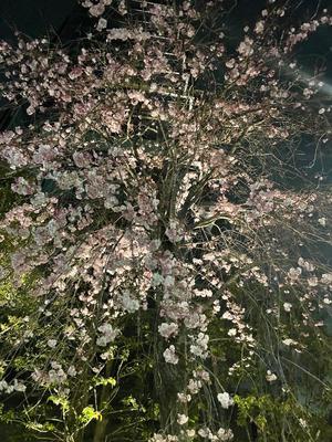 宝生 雫の写メ日記｜ローテンブルク 吉原高級店ソープ