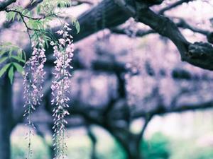 宝生 雫の写メ日記｜ローテンブルク 吉原高級店ソープ