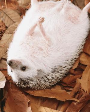 八木香苗の写メ日記｜ローテンブルク 吉原高級店ソープ