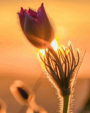 八木香苗の写メ日記｜ローテンブルク 吉原高級店ソープ