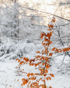 八木香苗の写メ日記|ローテンブルク 吉原高級店ソープ