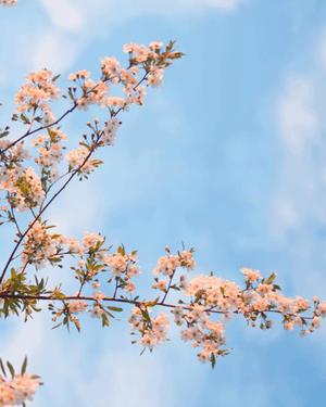 八木香苗の写メ日記｜ローテンブルク 吉原高級店ソープ