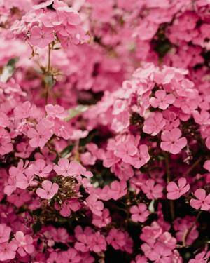 八木香苗の写メ日記｜ローテンブルク 吉原高級店ソープ