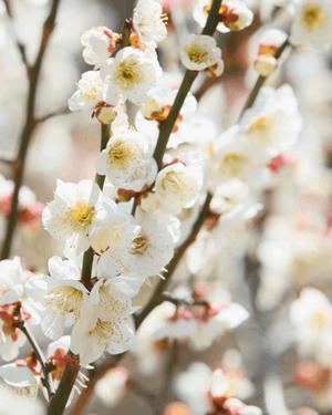 八木香苗の写メ日記｜ローテンブルク 吉原高級店ソープ