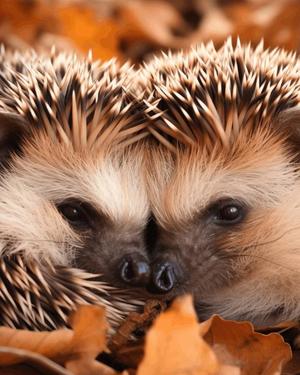 八木香苗の写メ日記｜ローテンブルク 吉原高級店ソープ