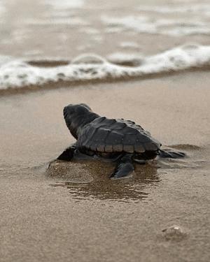 八木香苗の写メ日記｜ローテンブルク 吉原高級店ソープ