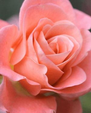 八木香苗の写メ日記｜ローテンブルク 吉原高級店ソープ