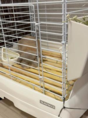 雪平奈々の写メ日記｜ローテンブルク 吉原高級店ソープ