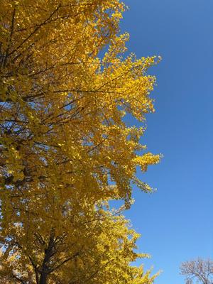 雪平奈々の写メ日記｜ローテンブルク 吉原高級店ソープ