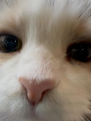 雪平奈々の写メ日記｜ローテンブルク 吉原高級店ソープ