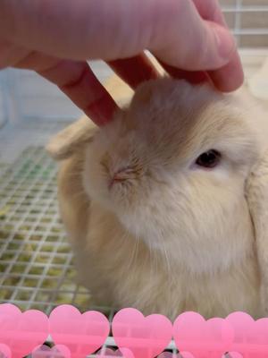 雪平奈々の写メ日記｜ローテンブルク 吉原高級店ソープ