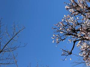 雪平奈々の写メ日記｜ローテンブルク 吉原高級店ソープ