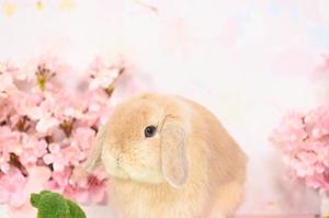 雪平奈々の写メ日記｜ローテンブルク 吉原高級店ソープ