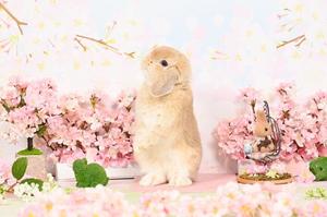 雪平奈々の写メ日記｜ローテンブルク 吉原高級店ソープ