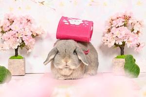 雪平奈々の写メ日記｜ローテンブルク 吉原高級店ソープ