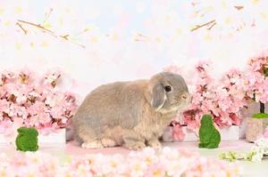 雪平奈々の写メ日記｜ローテンブルク 吉原高級店ソープ