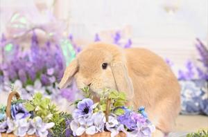 雪平奈々の写メ日記｜ローテンブルク 吉原高級店ソープ