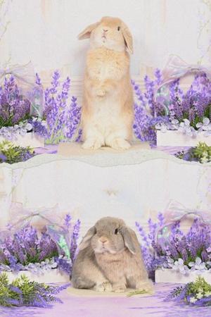 雪平奈々の写メ日記｜ローテンブルク 吉原高級店ソープ