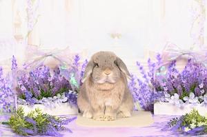 雪平奈々の写メ日記｜ローテンブルク 吉原高級店ソープ