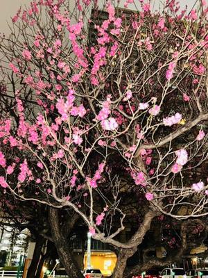 長澤舞美の写メ日記｜ローテンブルク 吉原高級店ソープ