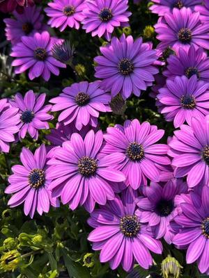 長澤舞美の写メ日記｜ローテンブルク 吉原高級店ソープ