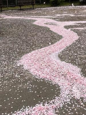 長澤舞美の写メ日記｜ローテンブルク 吉原高級店ソープ