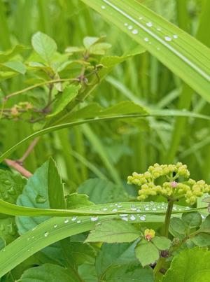 芽吹エマの写メ日記|ローテンブルク 吉原高級店ソープ
