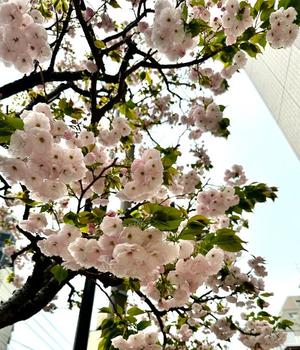 氷川 愛の写メ日記|ローテンブルク 吉原高級店ソープ