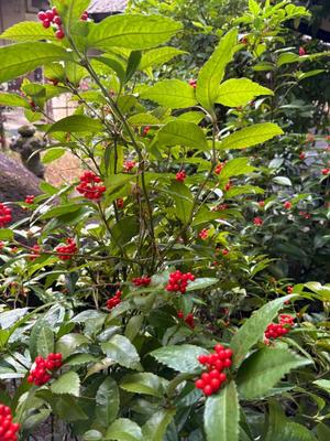 伊原知花の写メ日記｜ローテンブルク 吉原高級店ソープ