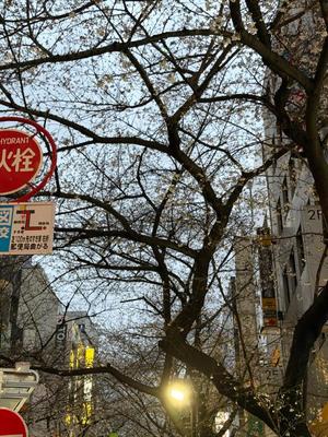 菊島ゆなの写メ日記｜ローテンブルク 吉原高級店ソープ