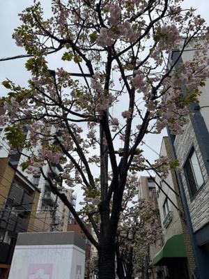 菊島ゆなの写メ日記｜ローテンブルク 吉原高級店ソープ