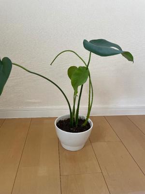 小栗彩矢の写メ日記｜ローテンブルク 吉原高級店ソープ