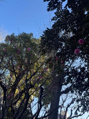 小栗彩矢の写メ日記｜ローテンブルク 吉原高級店ソープ