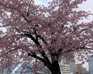 石川あさ美の写メ日記｜ローテンブルク 吉原高級店ソープ