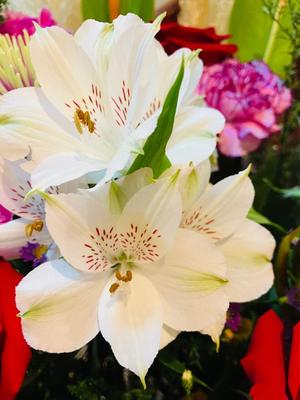 松波奈央の写メ日記｜ローテンブルク 吉原高級店ソープ