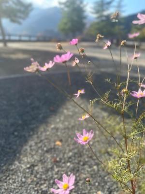 夏野朝妃の写メ日記｜ローテンブルク 吉原高級店ソープ