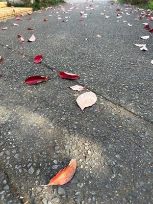 夏野朝妃の写メ日記｜ローテンブルク 吉原高級店ソープ