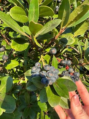 夏野朝妃の写メ日記|ローテンブルク 吉原高級店ソープ