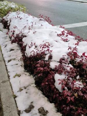 石野里実の写メ日記|ローテンブルク 吉原高級店ソープ