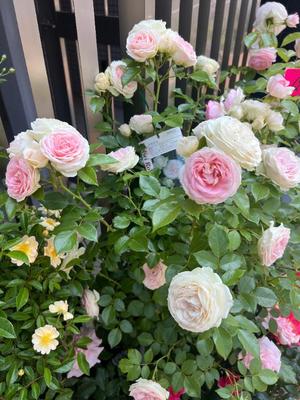 若尾留里の写メ日記|ローテンブルク 吉原高級店ソープ