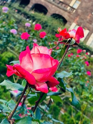 早乙女りえの写メ日記｜ローテンブルク 吉原高級店ソープ